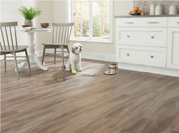 What Is The Best Flooring For Dogs, Best Flooring For Living Room With Pets