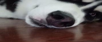 What Is The Best Flooring For Dogs & How To Take Care Of Your Floor With Pets